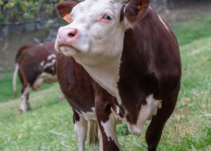 La Clochette Farm stay